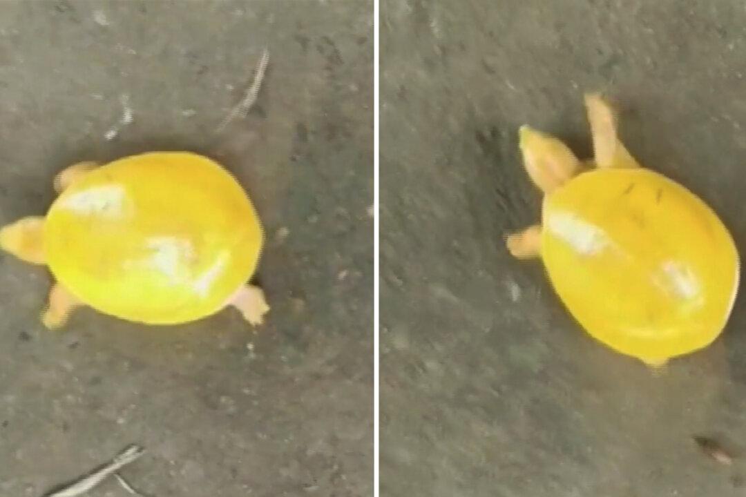 Wildlife Officials Rescue Rare Yellow Turtle From a Dam in India, and It Goes Viral