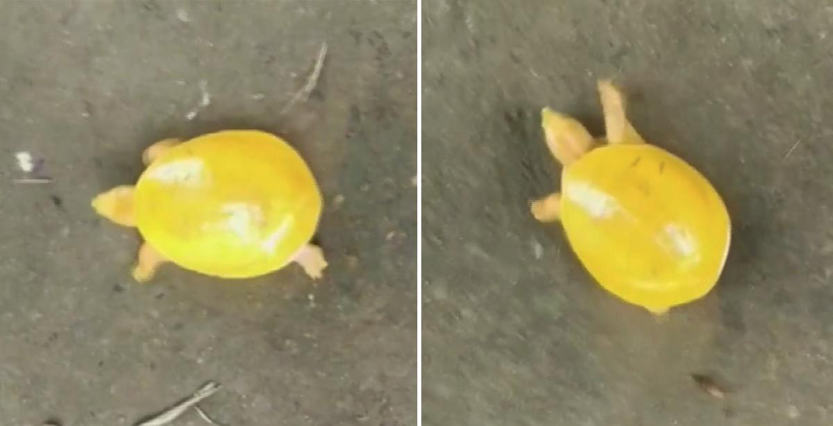 Wildlife Officials Rescue Rare Yellow Turtle From a Dam in India, and It Goes Viral