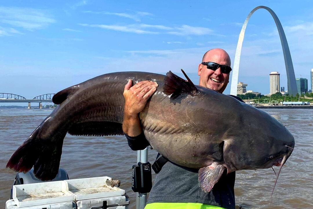 ‘I’ve Got a Monster’: St Louis Fisherman Reels In HUGE 112lb Catfish in Mississippi River