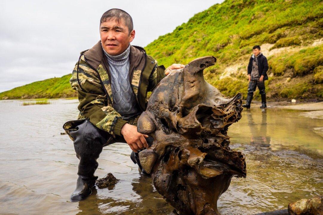 Well-Preserved Mammoth Skeleton Found in Siberian Lake