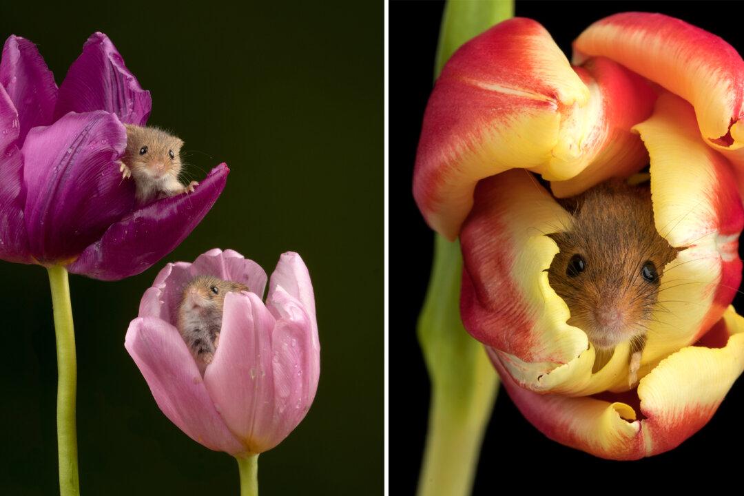 Photographer Captures Adorable Pictures of Harvest Mice Curling Up in Colorful Tulips