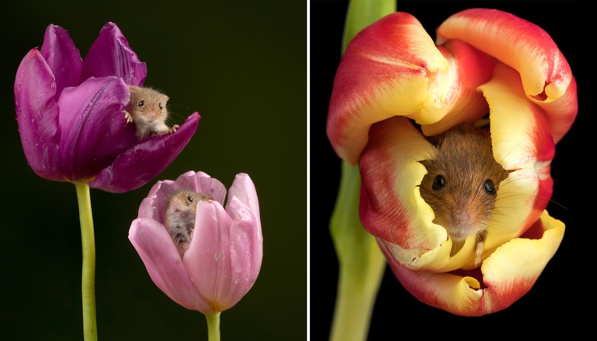 Photographer Captures Adorable Pictures of Harvest Mice Curling Up in Colorful Tulips