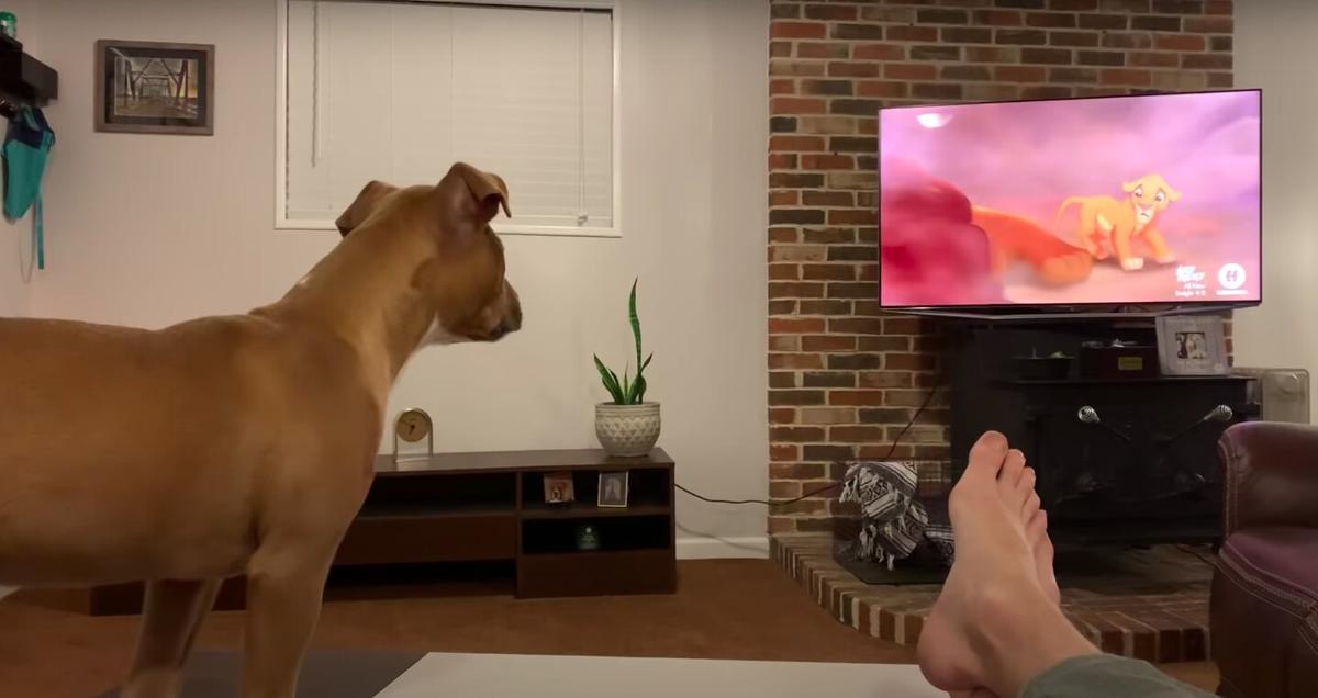 (Screenshot/ViralHog)