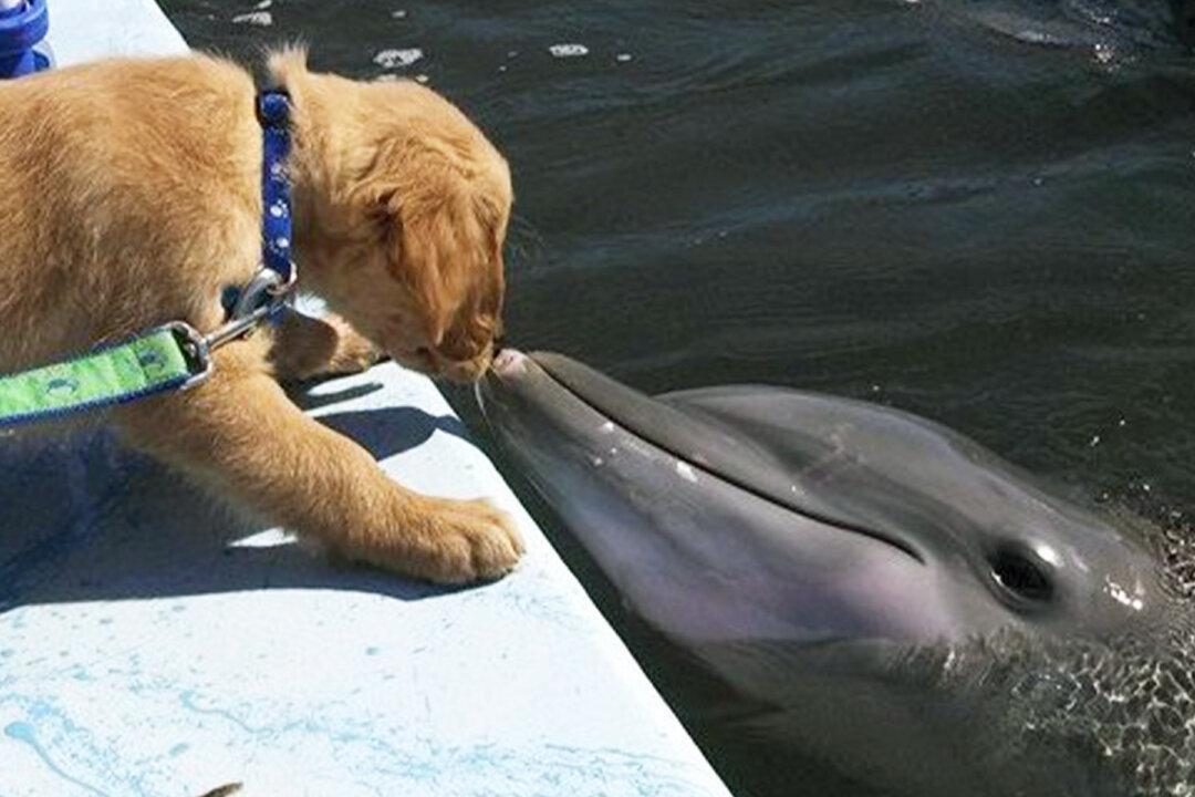Golden Retriever and Dolphin Celebrate Their 8-Year-Long Friendship (Photos)