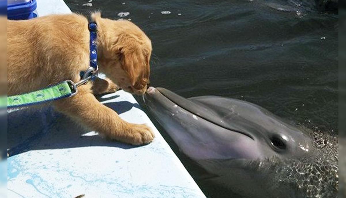 Golden Retriever and Dolphin Celebrate Their 8-Year-Long Friendship (Photos)