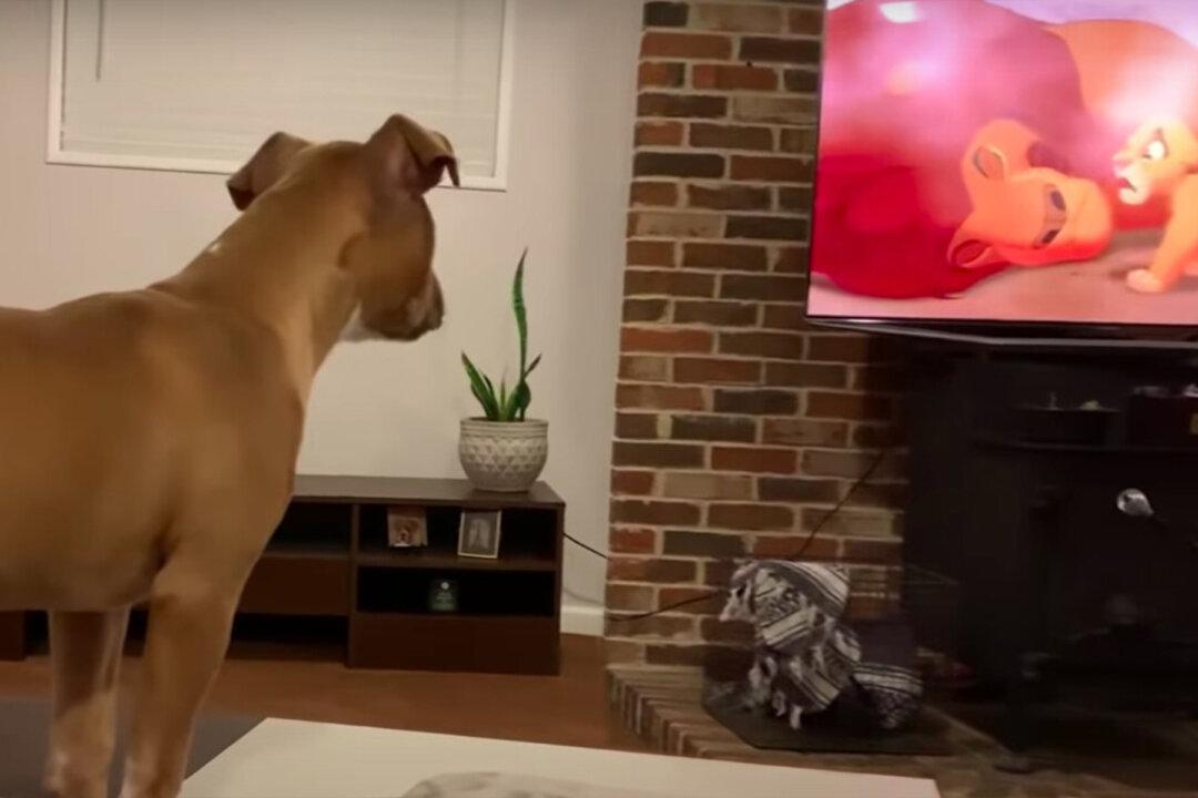 Empathetic Pit Bull Can’t Stop Crying Watching an Emotional Scene From ‘The Lion King’