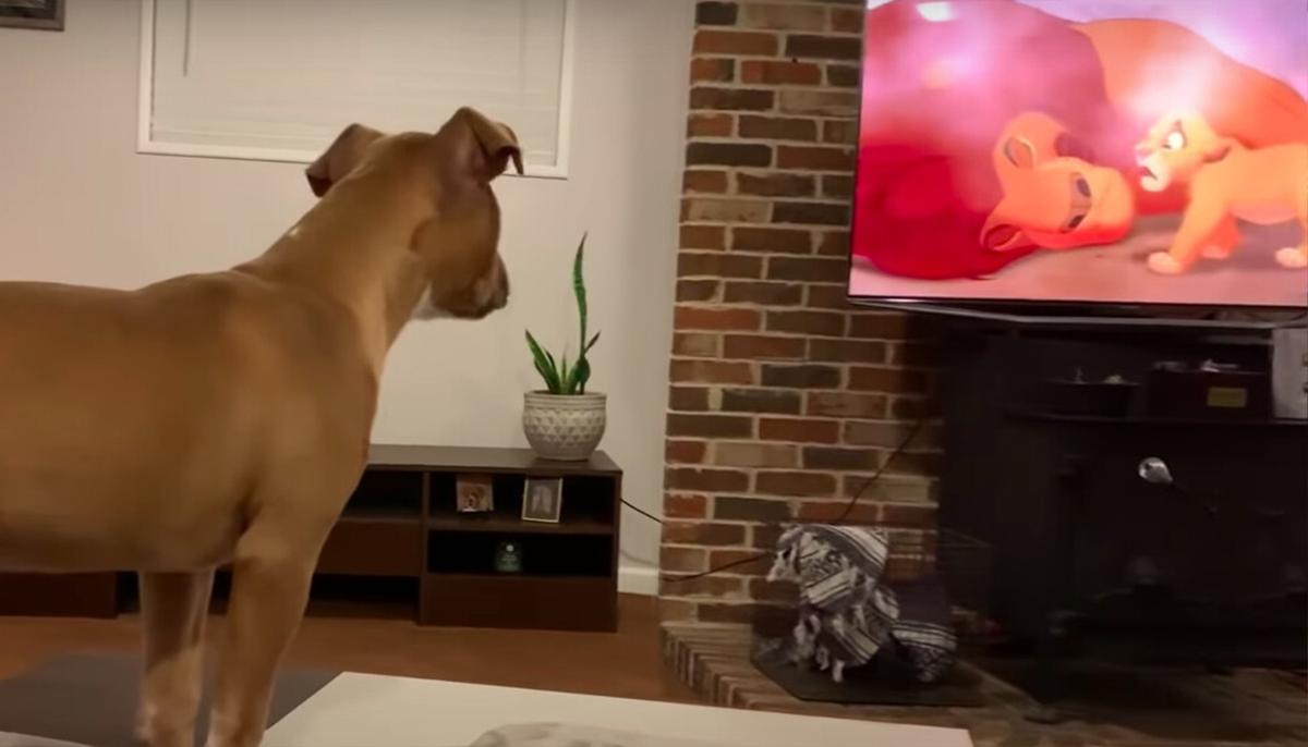 Empathetic Pit Bull Can’t Stop Crying Watching an Emotional Scene From ‘The Lion King’