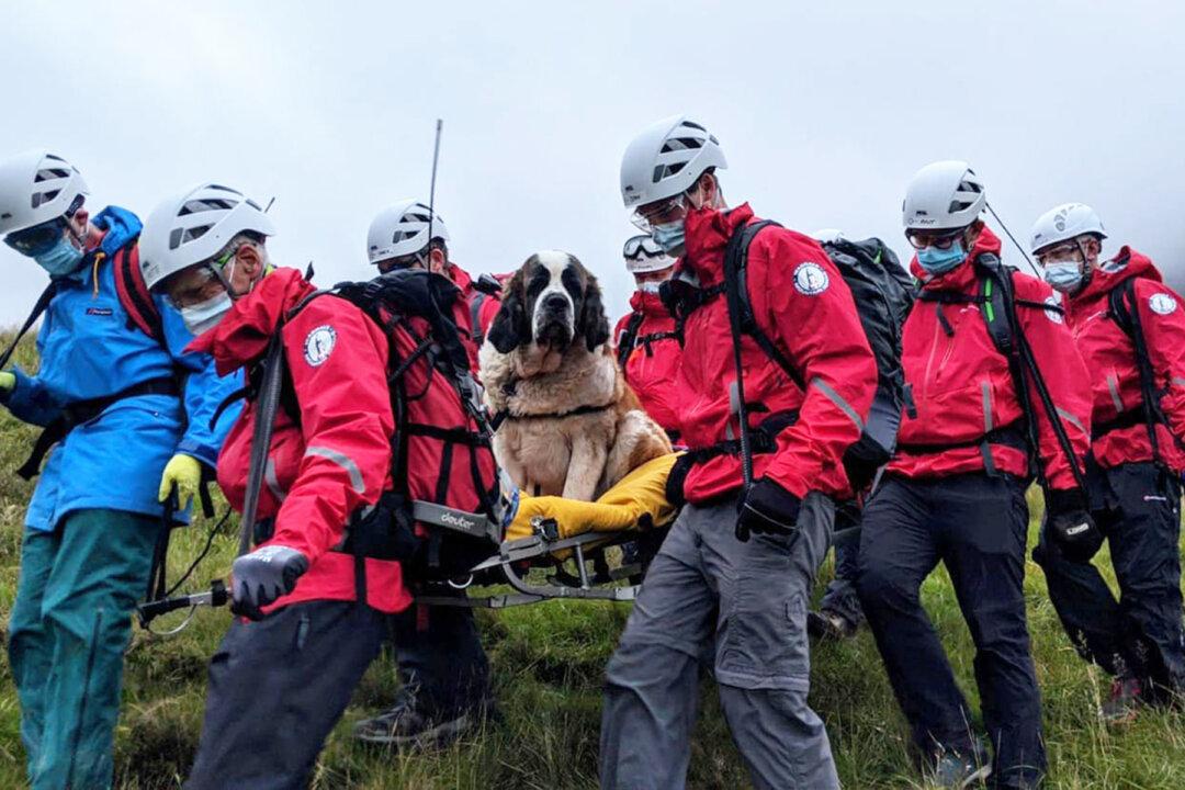 Ailing 121-Pound St. Bernard Dog Rescued From England’s Tallest Mountain