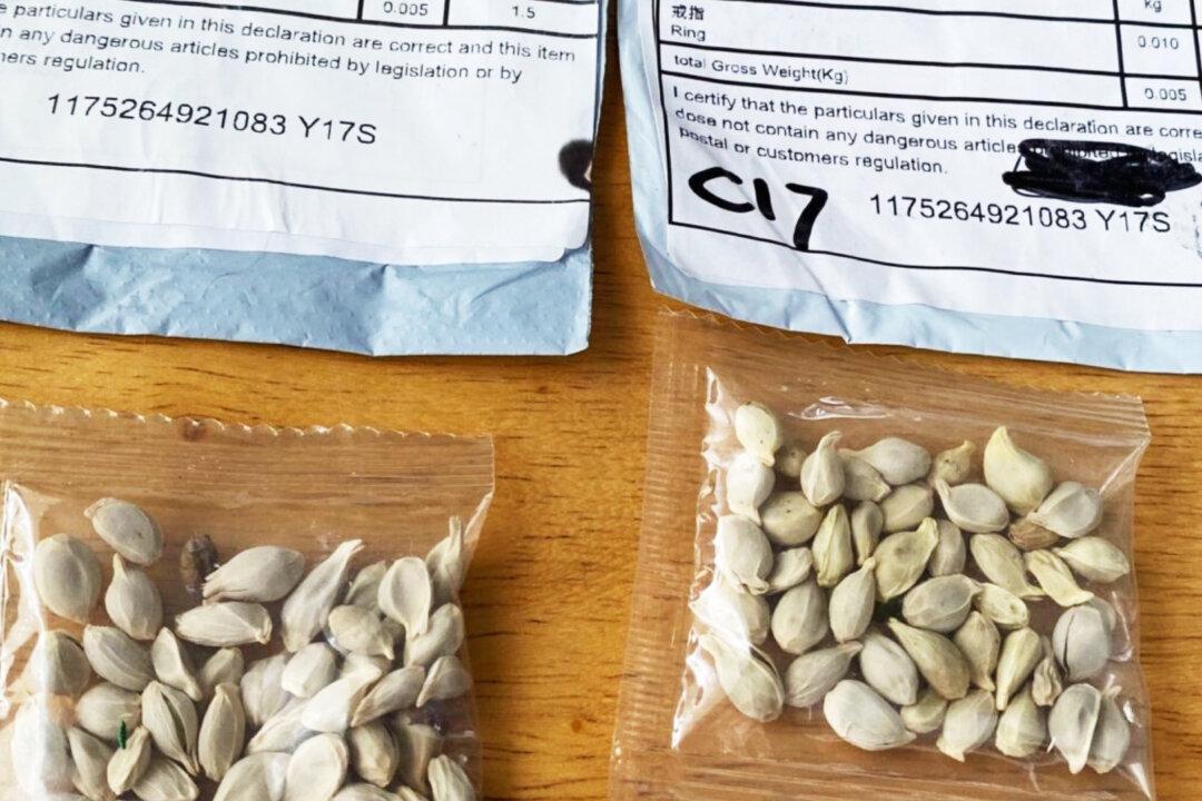 Michigan Senators Urge Federal Agencies to Stop Unsolicited Seed From Entering the U.S.