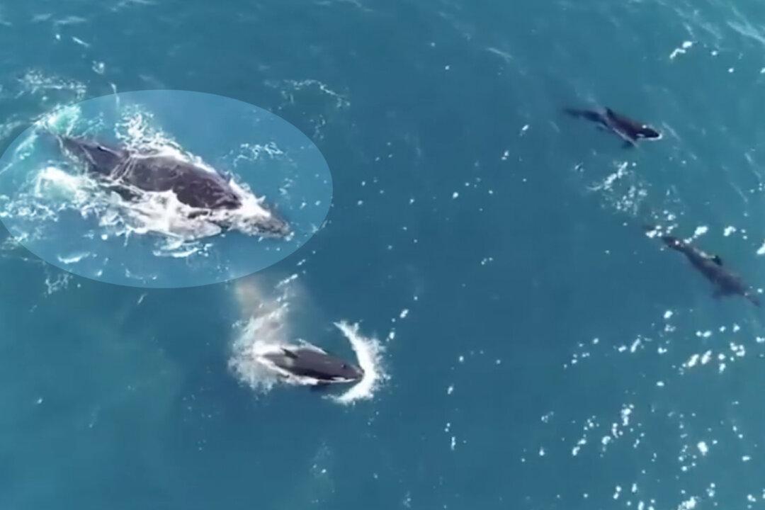 Footage Shows Humpback Whale Mother and Calf Swimming Being Chased by Killer Whale Pod