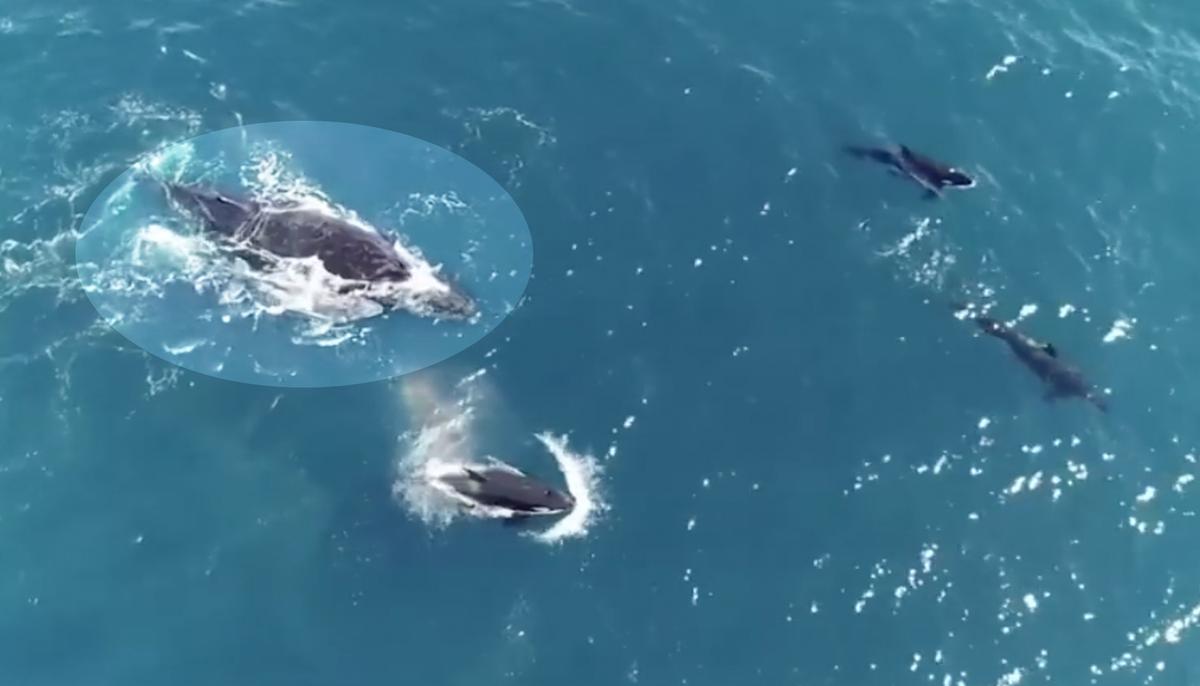 Footage Shows Humpback Whale Mother and Calf Swimming Being Chased by Killer Whale Pod