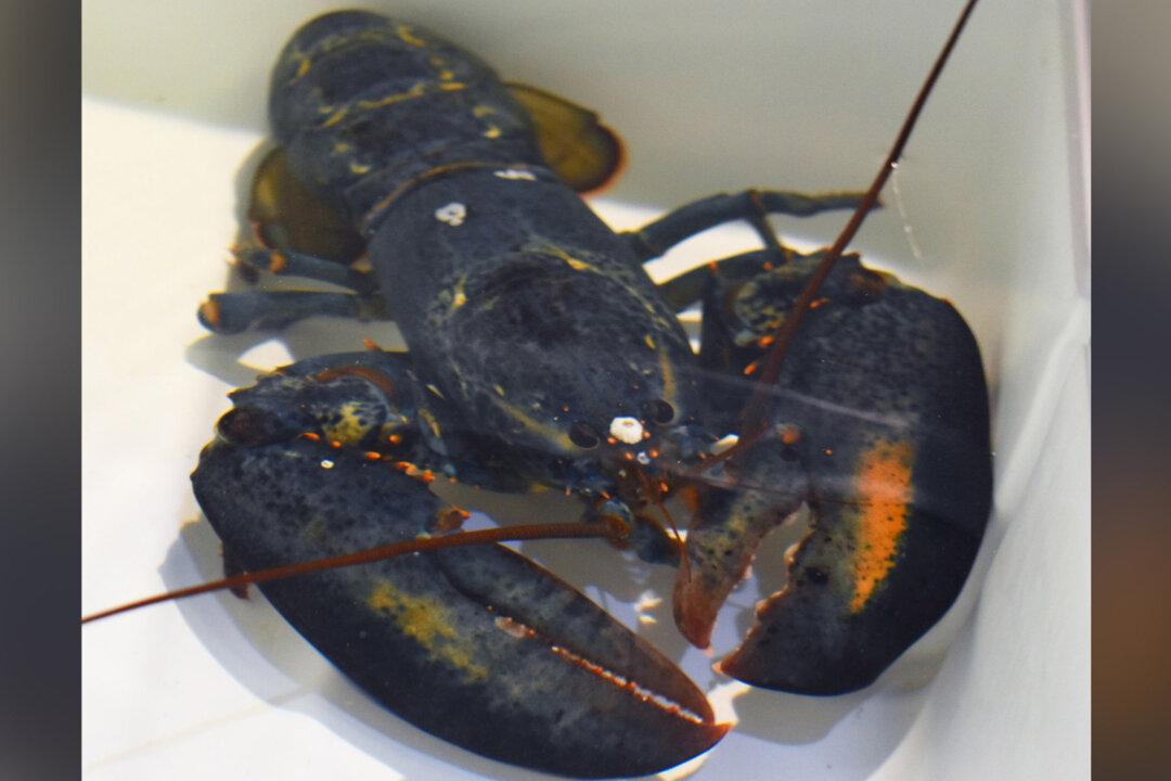 Rare Blue Lobster Found by Red Lobster Employee Gets Second Chance at Life in Ohio Zoo