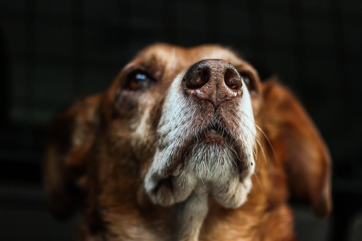 German Study Finds Dogs Are Able to Detect COVID-19 From Human Saliva