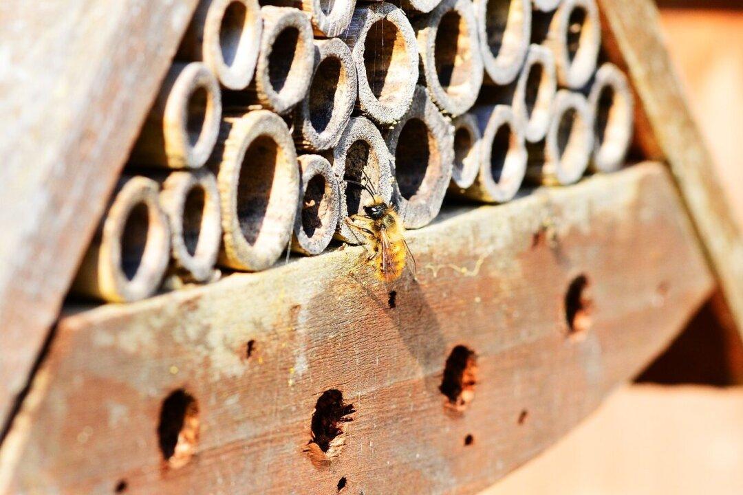 London Museum Hopes to Attract Bees and Visitors With New Display
