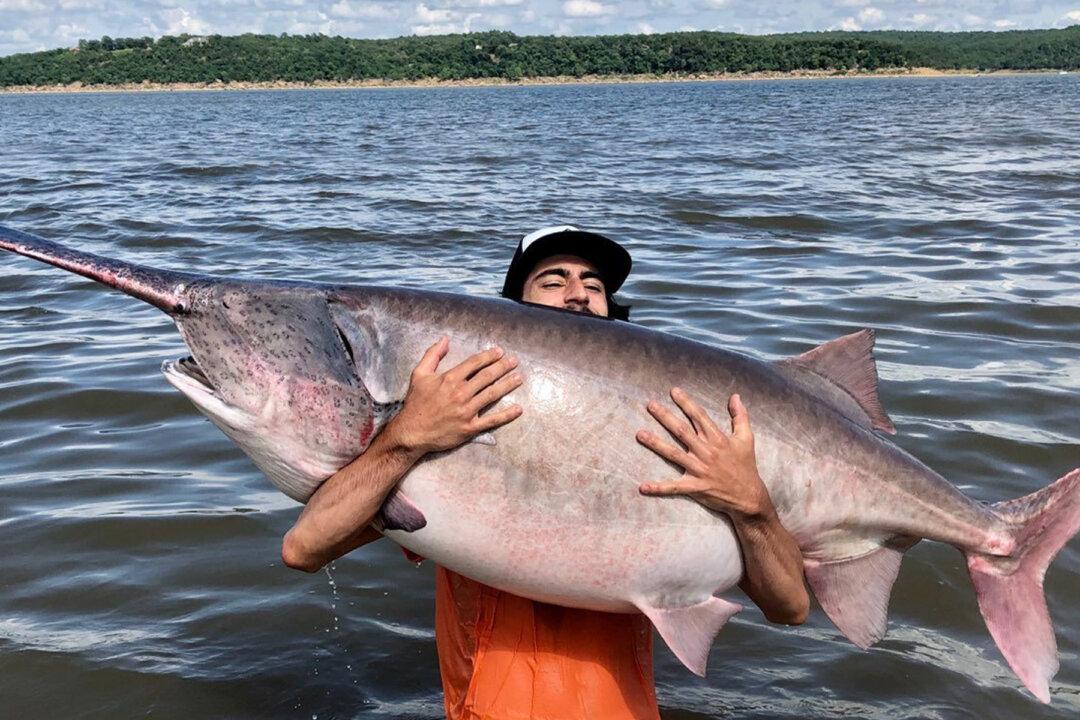 Fisherman Reels In HUGE 138-Pound Paddlefish in Keystone Lake, Almost Sets State Record