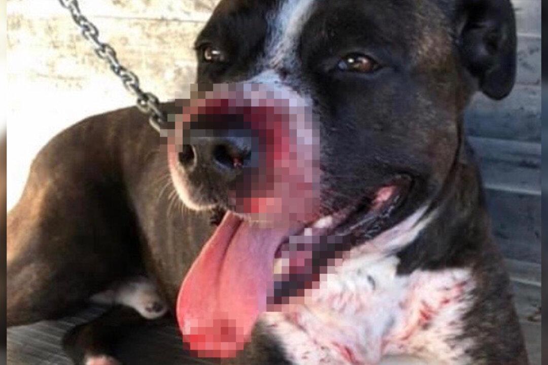 Loyal Dog Suffers Major Injuries While Trying to Protect Owner’s House From a Break-In