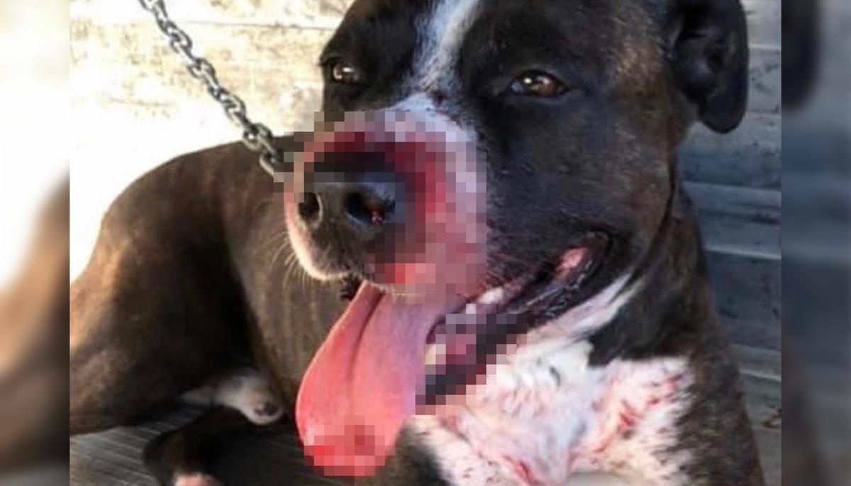 Loyal Dog Suffers Major Injuries While Trying to Protect Owner’s House From a Break-In