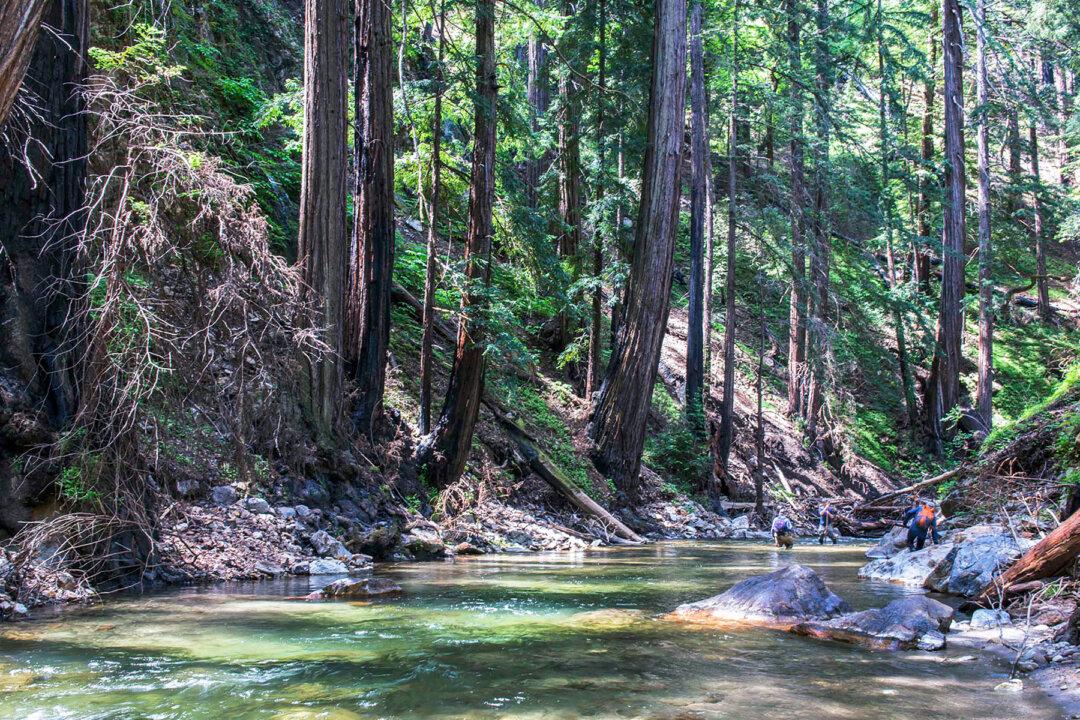 Native American Tribe Reclaims Old-Growth Redwood Ancestral Lands After 250 Years