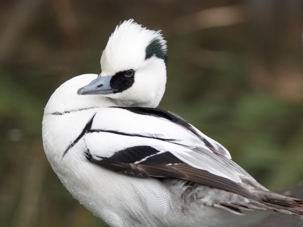 (MTKhaled mahmud/Shutterstock)