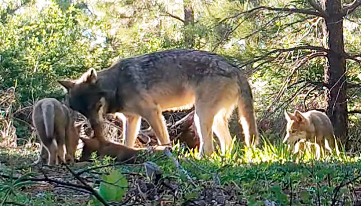 Conservation Groups Oppose Trump Administration’s Decision to Cut Gray Wolves From Federal Endangered Species List