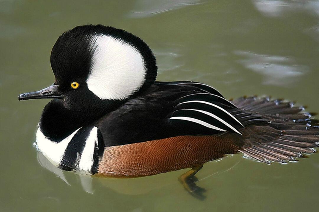7 Most Uniquely Beautiful and Special Ducks From Around the World