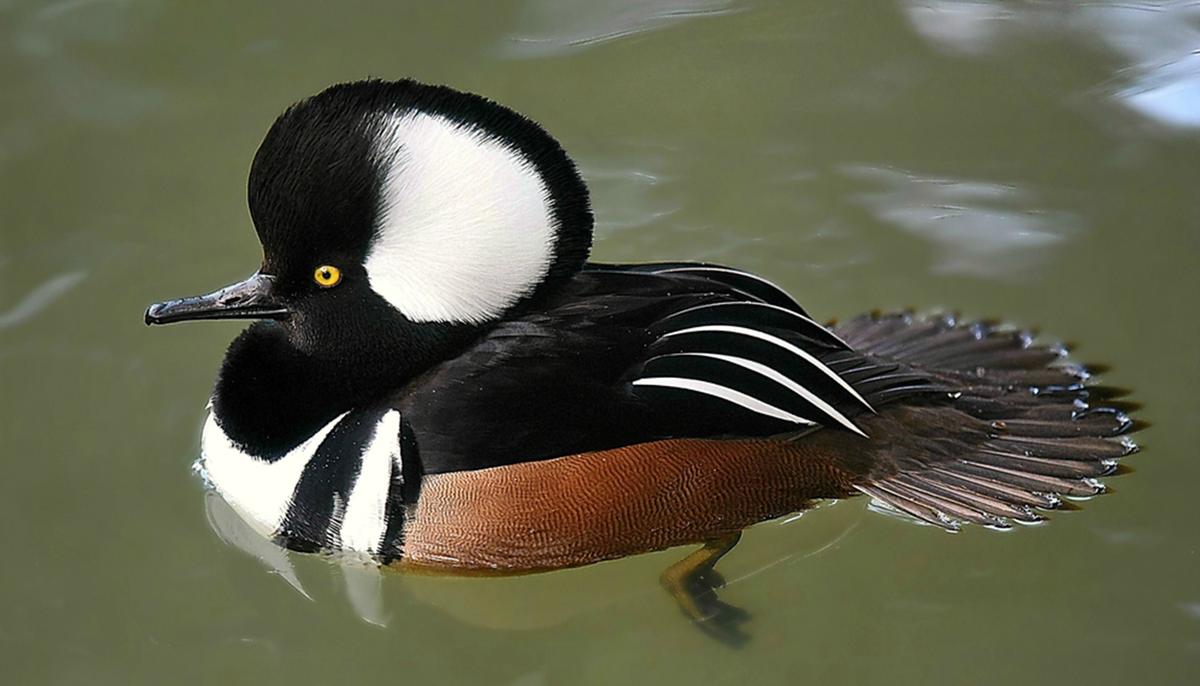 7 Most Uniquely Beautiful and Special Ducks From Around the World