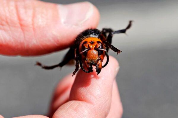 An entomologist displays a dead Asian giant hornet, a sample brought in from Japan for research, in Blaine, Washington, United States on May 7, 2020. (The Canadian Press/AP, Elaine Thompson)