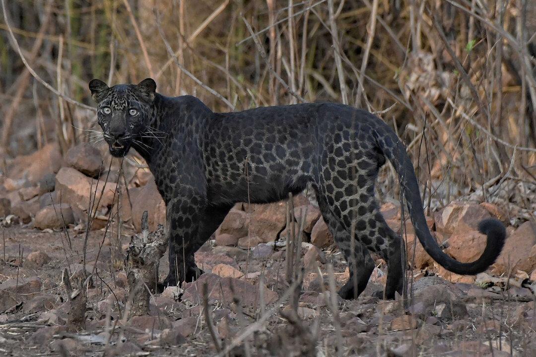 Once-in-a-Lifetime Photo Shows Rare Black Leopard Staring Down Photographer on Safari in India