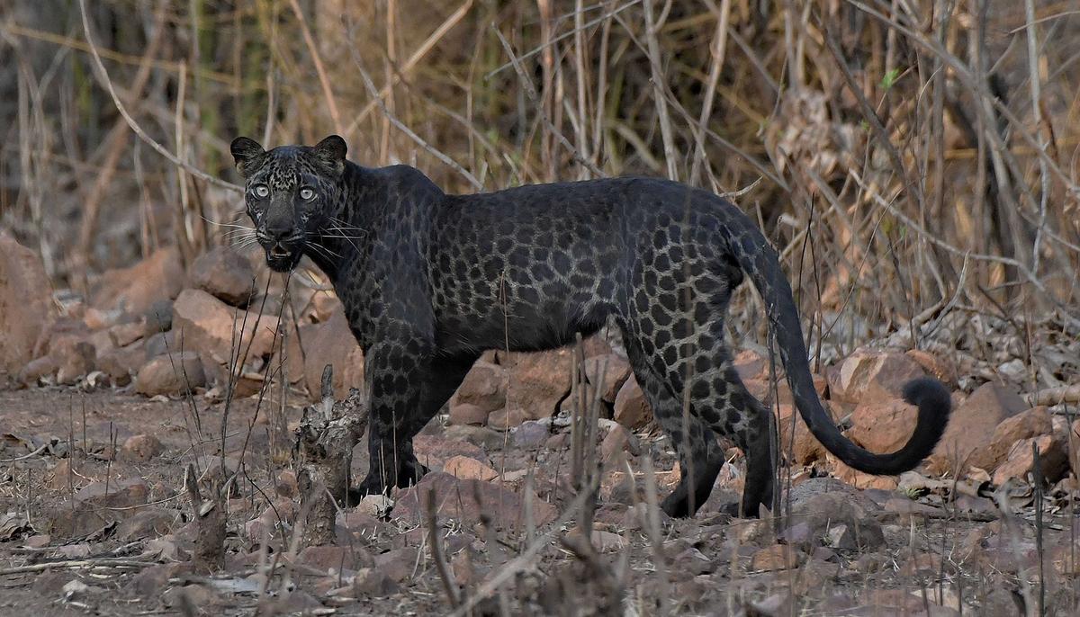 Once-in-a-Lifetime Photo Shows Rare Black Leopard Staring Down Photographer on Safari in India