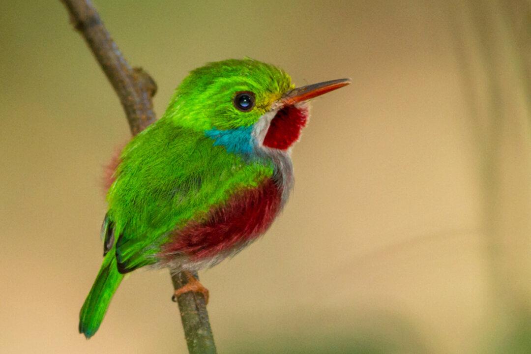 The Must-See Bird: Tiny Cuban Tody’s Shimmering Hues Make It ‘Indescribably Cute’