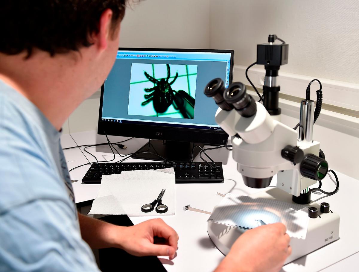 Rare Tick-Borne Disease Cases Reported in the UK