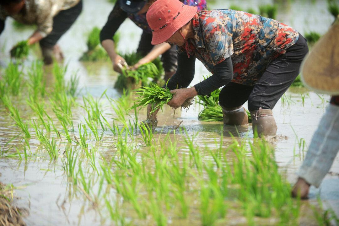 Chinese Regime Relies on Farming, Drains Assets of Private Entrepreneurs to Sustain Economy
