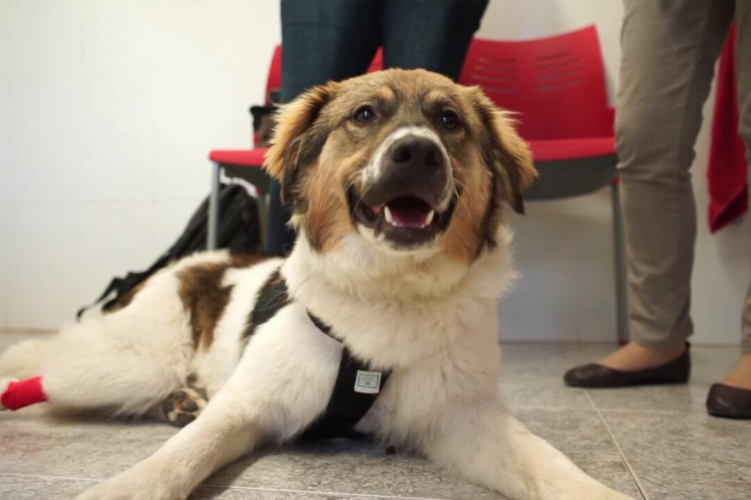 Lifeless Puppy Soaked in Glue Gets Adopted by an ‘Awesome Family’ After Rescue