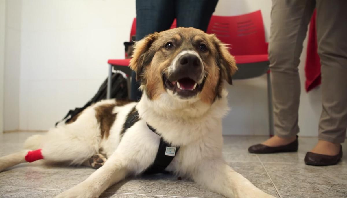 Lifeless Puppy Soaked in Glue Gets Adopted by an ‘Awesome Family’ After Rescue