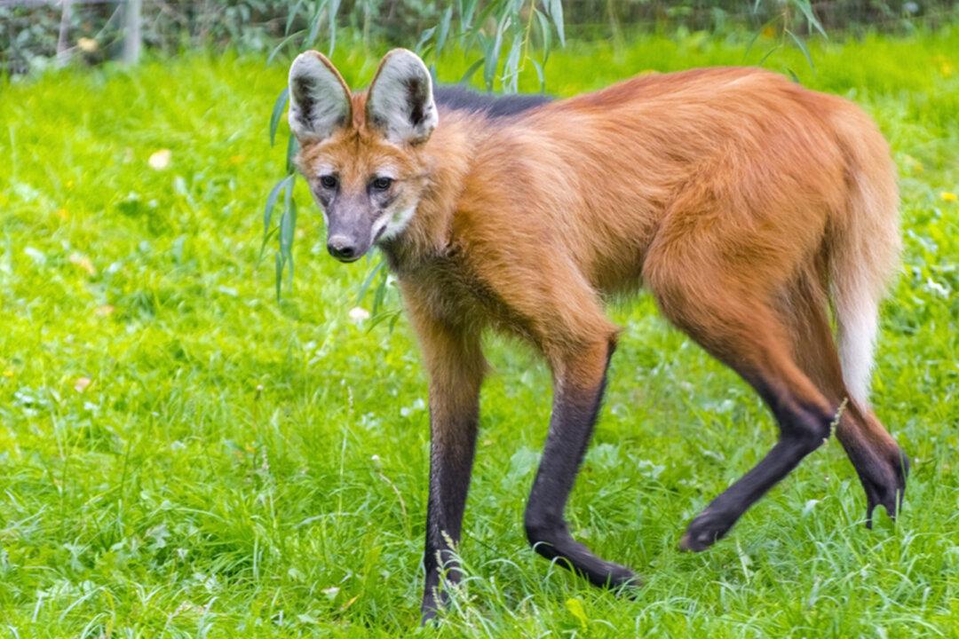 A Rare Animal Resembling a Wolf, Dog, and Deer Lives in South America and Is Very Unique