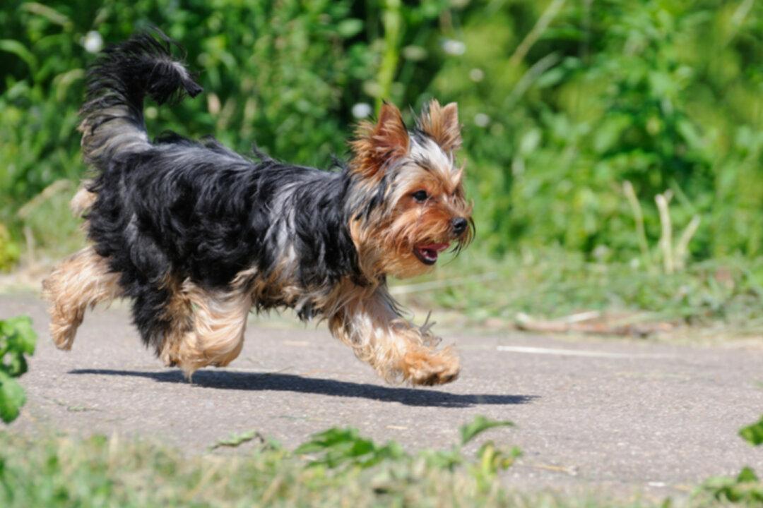 Fearless Senior Yorkshire Terrier Takes Bite From Pygmy Rattlesnake to Protect Owners on Hike