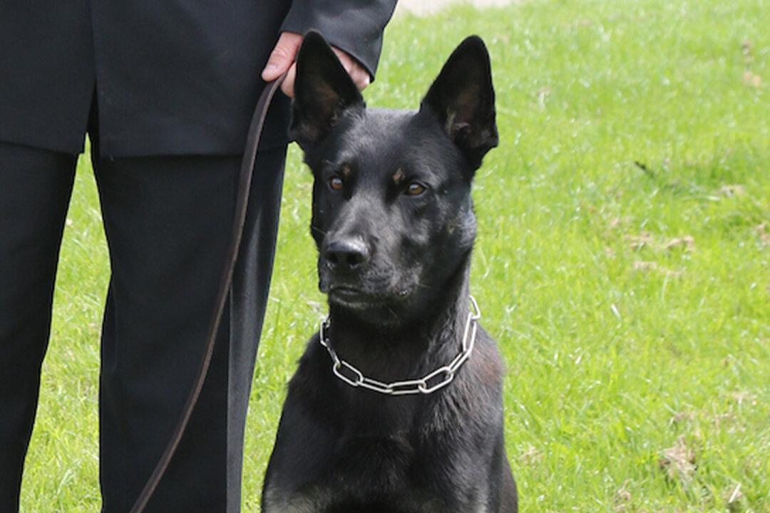 Police Dog Locates Missing Mom and Baby, ‘Safe but Cold,’ on His First Day on the Job