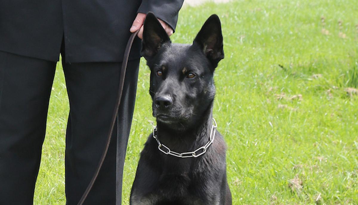 Police Dog Locates Missing Mom and Baby, ‘Safe but Cold,’ on His First Day on the Job