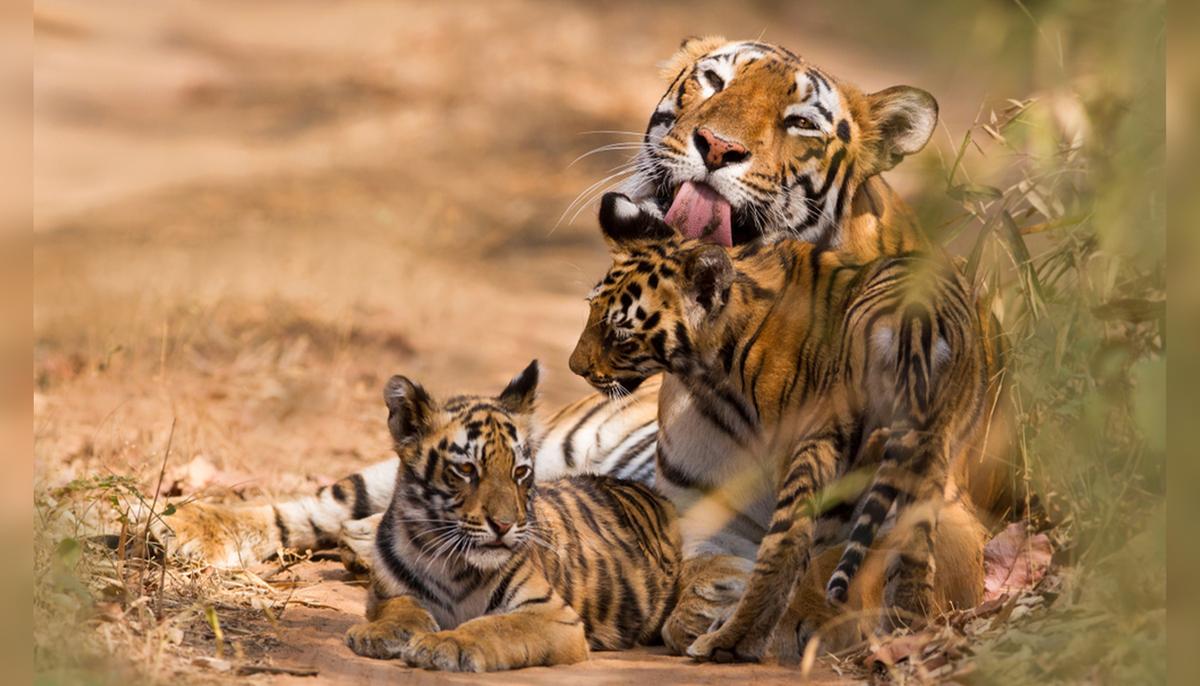 Wild Tigers Making a ‘Comeback’ in Five Countries Thanks to 10-Year Conservation Effort
