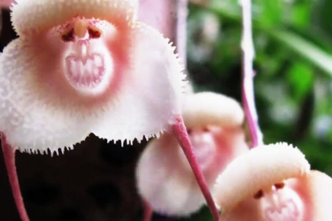 Dragon Orchid: A Cheeky Flower That Looks Like Cute Little Monkeys
