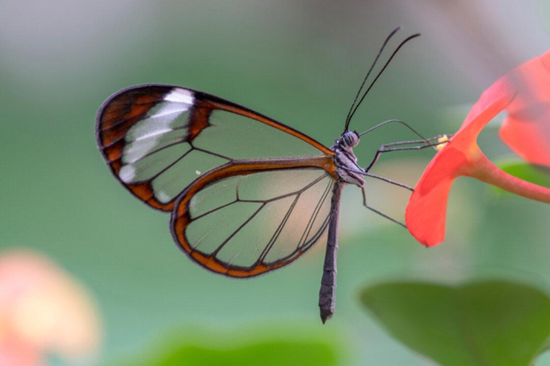 Glasswing Butterfly: These Incredible Creatures Stun With Their Amazingly Transparent Wings