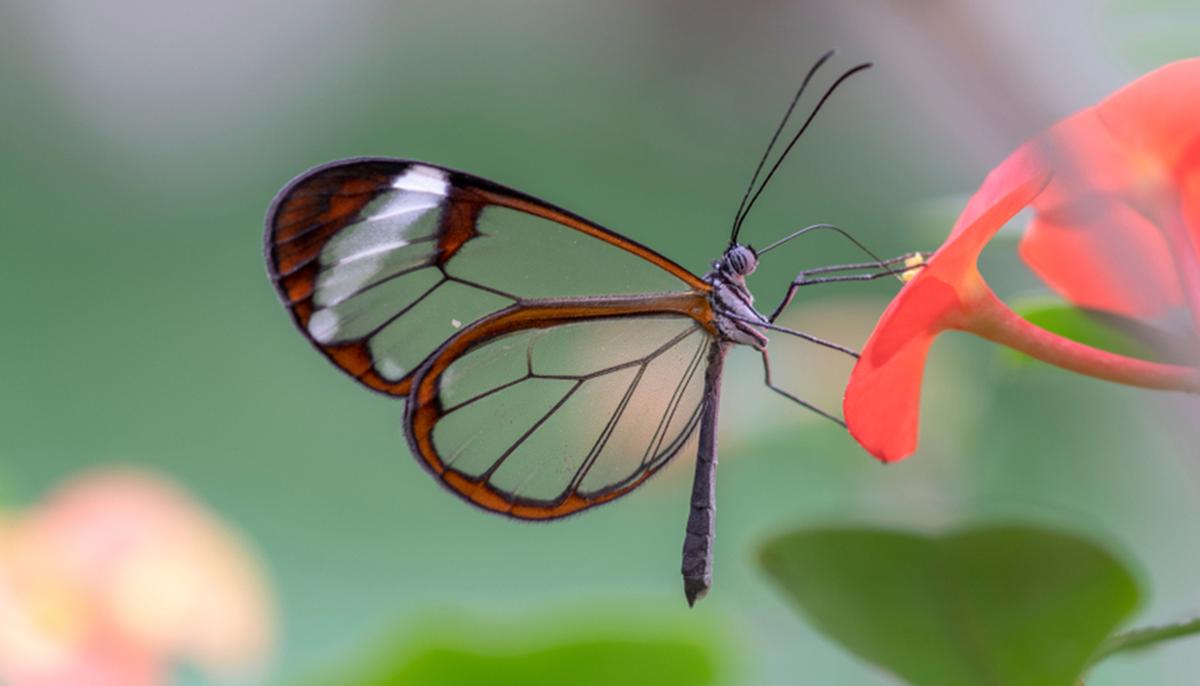Glasswing Butterfly: These Incredible Creatures Stun With Their Amazingly Transparent Wings