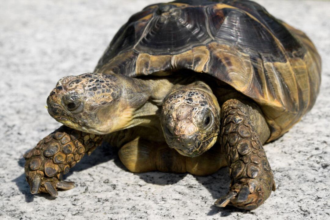 Janus the Two-Headed Tortoise Gets Ready to Celebrate Her 23rd Birthday in September