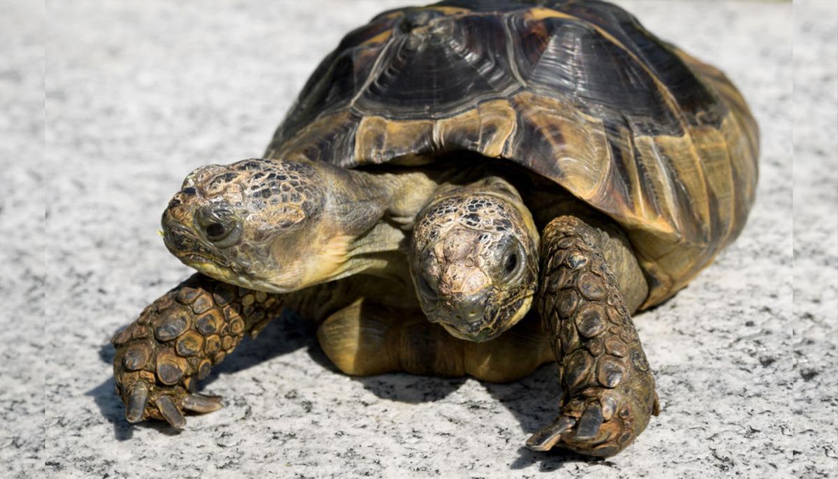 Janus the Two-Headed Tortoise Gets Ready to Celebrate Her 23rd Birthday in September