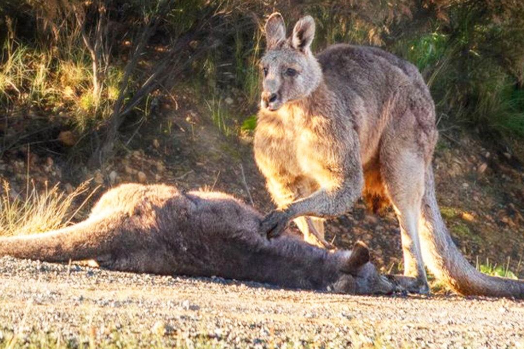 Heartbreaking Photo Shows Kangaroo Buck Grieving Over Mate Killed by Speeding Car