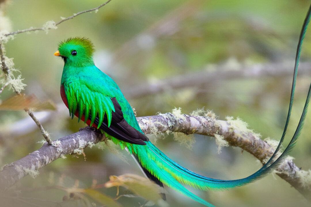 Meet the Gorgeous Resplendent Quetzal, One of the World’s Most Beautiful Birds