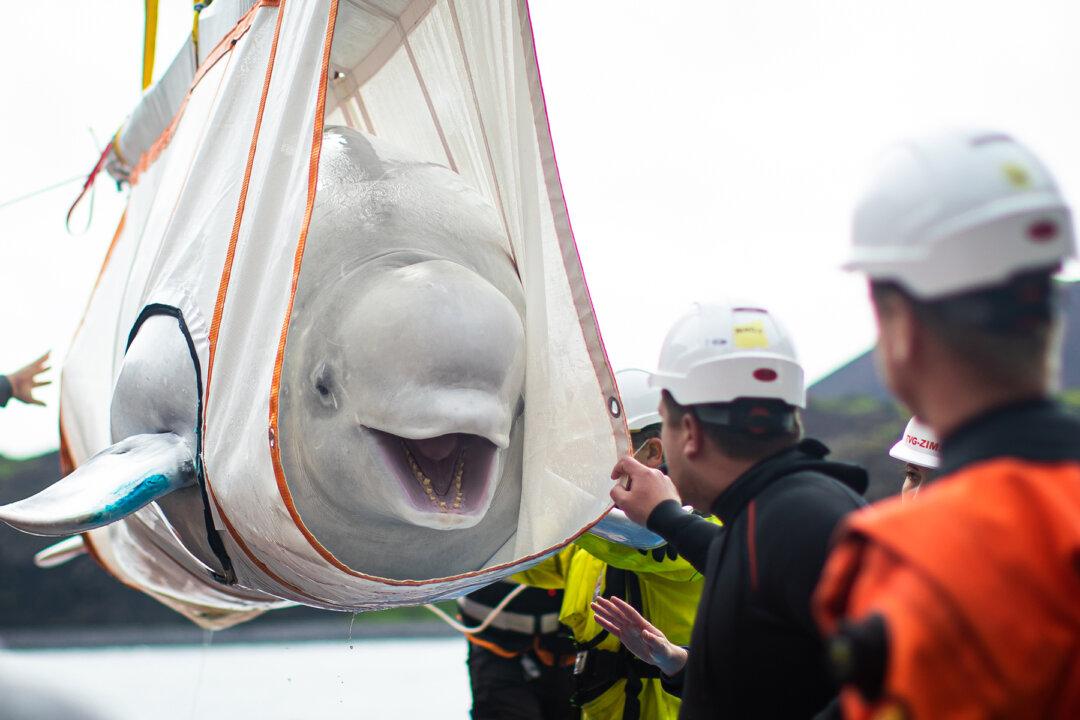 Two Beluga Whales Finally Reach the Sea After Epic Journey From Years in Captivity