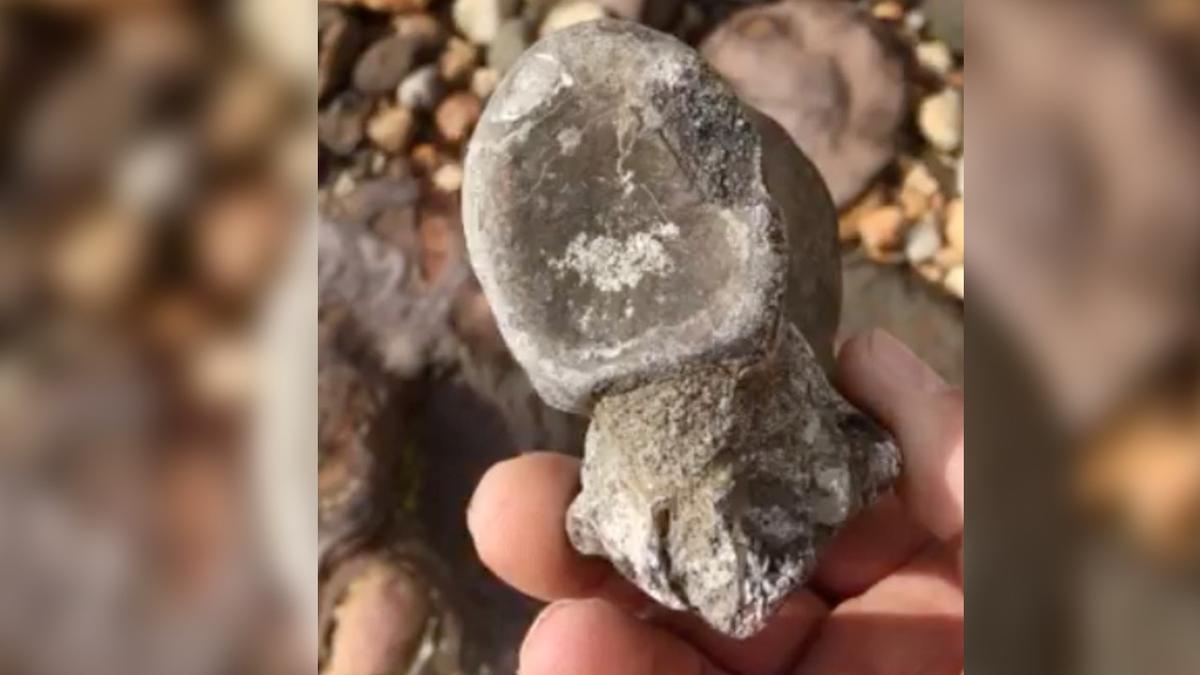 British Fossil Hunters Find Bones of New Dinosaur Species, Cousin to T. Rex