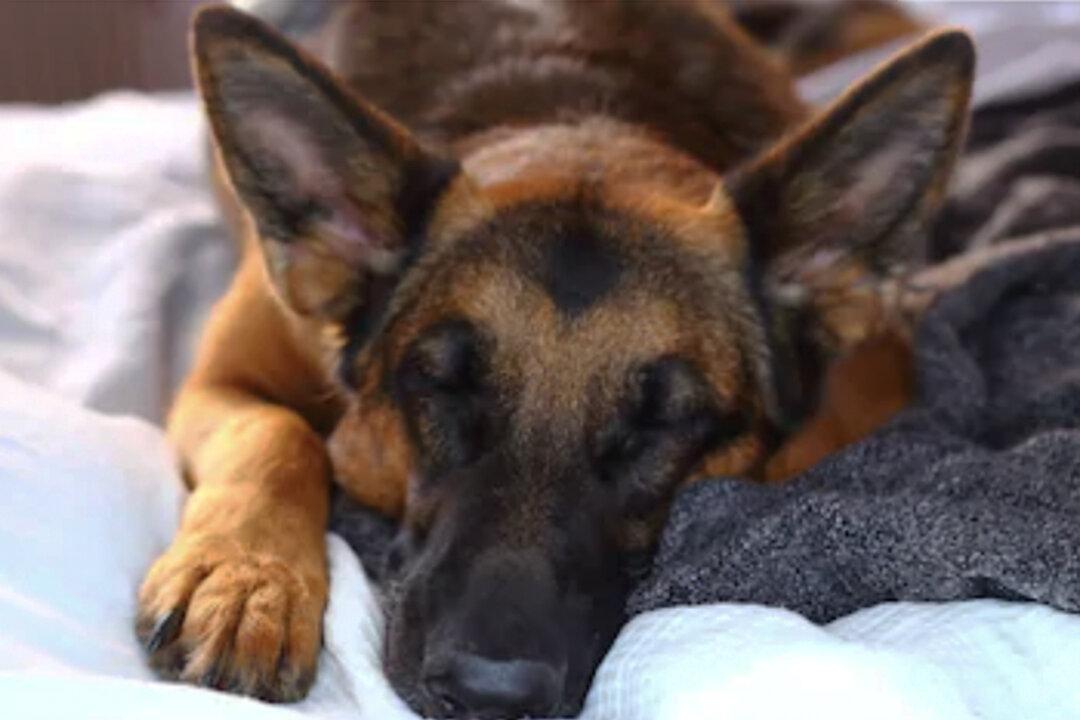 German Shepherd Shot Multiple Times Protecting His Young Owner From Armed Robbers