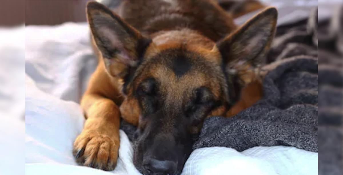 German Shepherd Shot Multiple Times Protecting His Young Owner From Armed Robbers